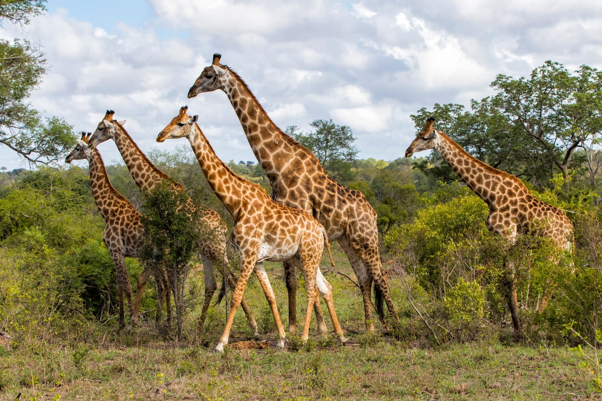 Sabi Sand Game Reserve
