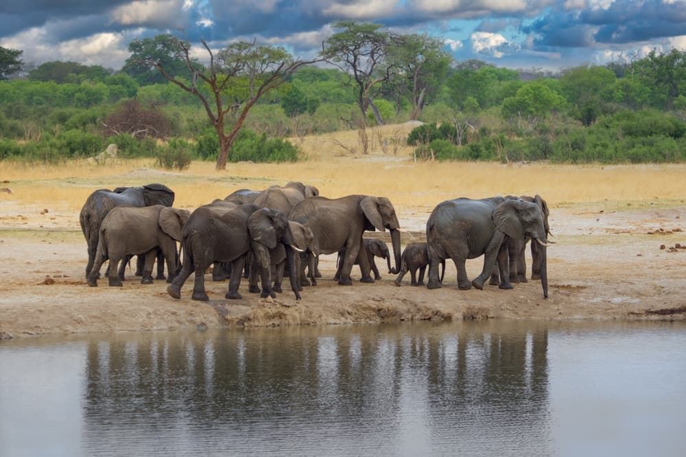 Parque Nacional de Hwange