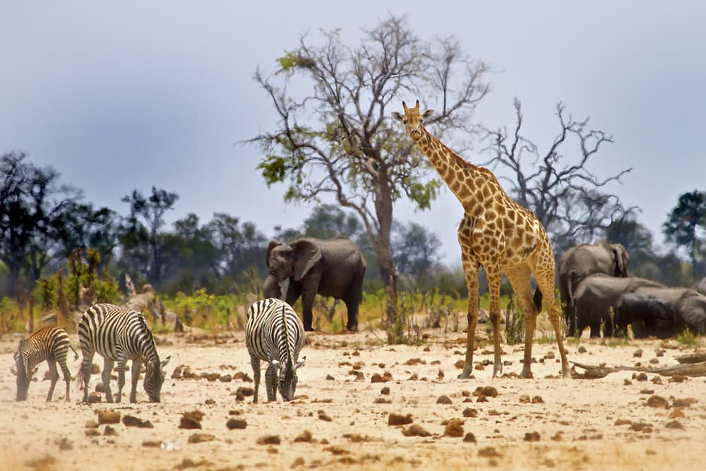 Parque Nacional de Hwange